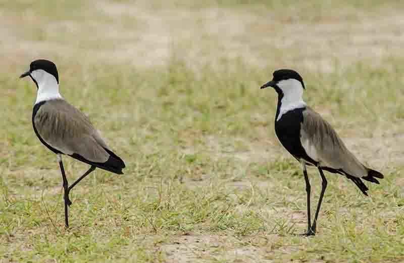Spur Winged Plover - parque nacional de las cataratas de Murchison - Uganda 2.jpg